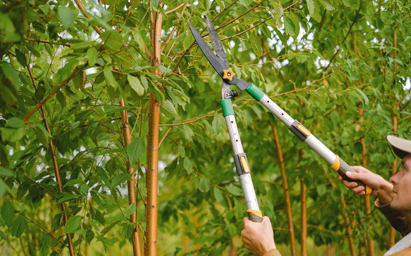 Tree trimming in Dumont, IA