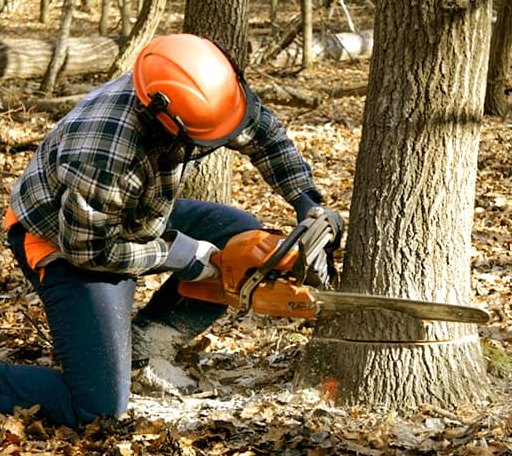 Tree Removal in Dumont, IA